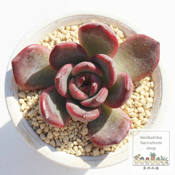 多肉植物 ロゼット型 花芽付き*6 楽天市場】多肉植物 plkエケベリア ローズガーネット×La Paz 多肉植物