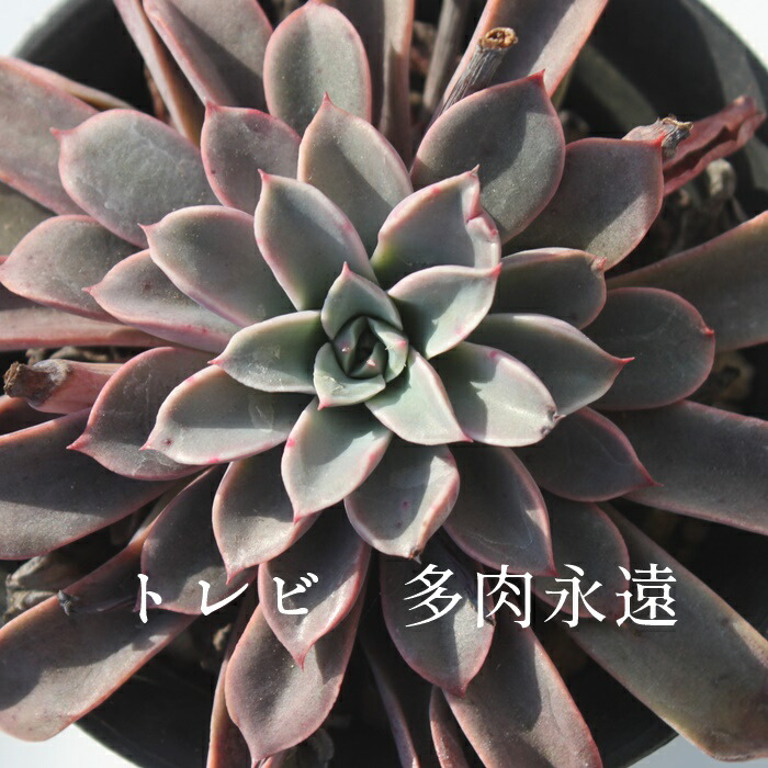 Amabile 小(韓国苗) 楽天市場】アマビレ エケベリア Mサイズ6cmポット 韓国苗 多肉