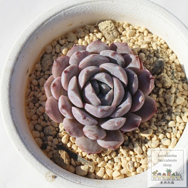 多肉植物 花芽付き 中型*3 楽天市場】ニクサーナ エケベリア Mサイズ 5.5cmポット Echeveria cv