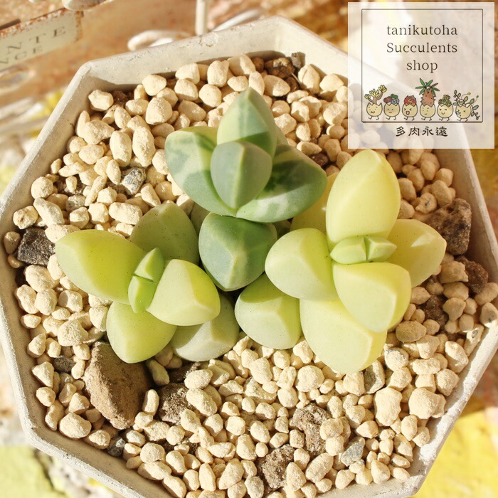 専用‼︎多肉植物^o^ レーマニー錦 レーマニー錦 – 多肉植物の通販