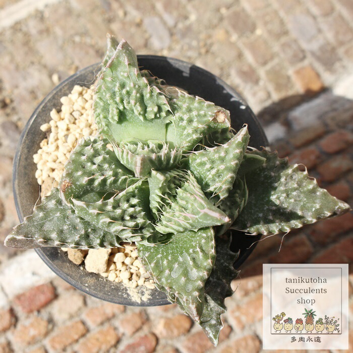 楽天市場】狂乱怒涛 フォーカリア faucaria kyourandotou 多肉植物
