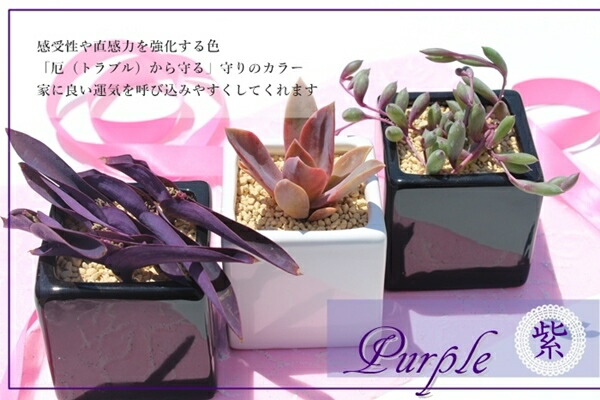 楽天市場】多肉植物 寄せ植え 送料無料 ハート陶器鉢 ギフト 贈り物