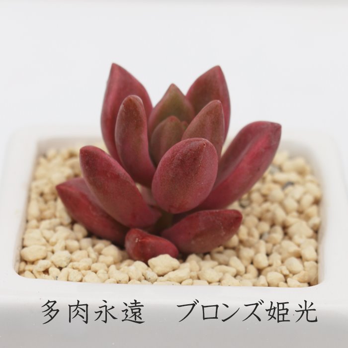 楽天市場 ブロンズ姫光 グラプトペタルム Mサイズ6ｃｍポット 耐寒性多肉植物 Graptopetalum Bronz Variegata 小 中型種 葉を重ねるタイプ きれい 寄せ植えにも 株式会社多肉永遠楽天市場店