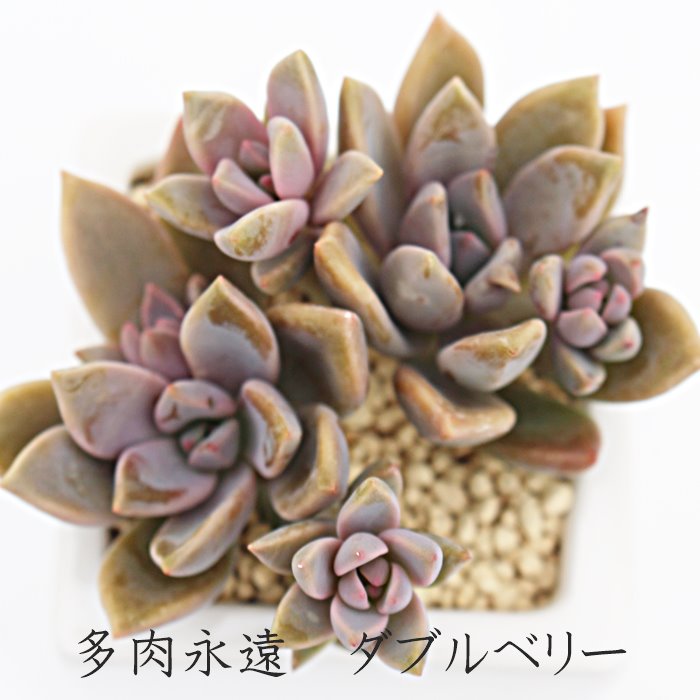 楽天市場】エレン グラプトベリア Mサイズ5.5cmポット graptoveria