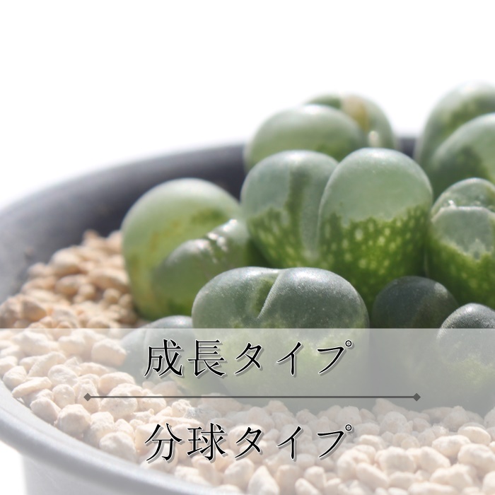 楽天市場 ヒリー 1頭 Mサイズ6ｃｍポット 大型 足袋型 昼咲種 黄花 コノフィツム Conophytum Hillii 多肉植物 小型種 分頭タイプ 可愛い 株式会社多肉永遠楽天市場店