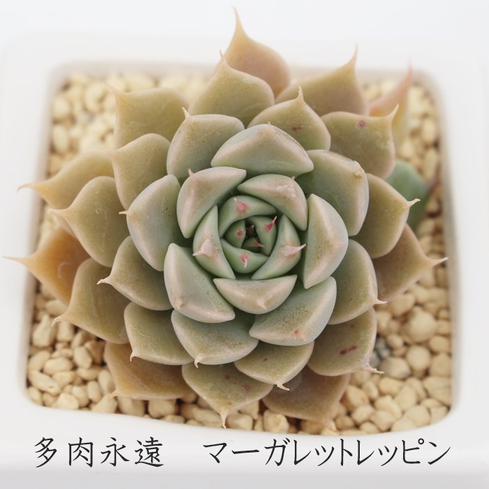 楽天市場】マーガレットレッピン錦 カット苗 グラプトベリア Mサイズ 5.5cmポット 韓国苗 graptoveria margarete  reppin variegata 多肉植物 小〜中型種 ロゼットタイプ かわいい おしゃれ : 株式会社多肉永遠楽天市場店