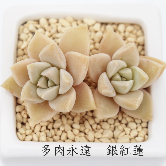 楽天市場】グラプトベリア 初心者OK エレン 多肉植物 観葉植物