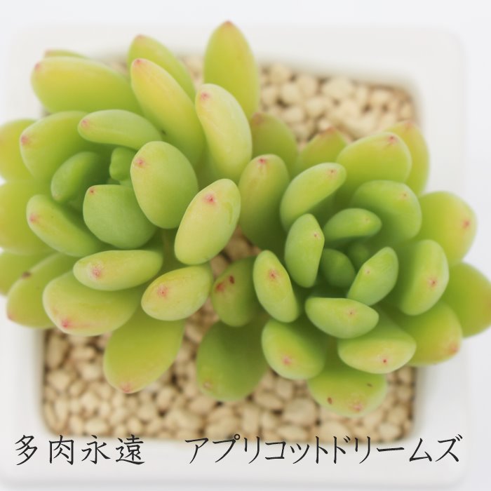 楽天市場】京美人 パキフィツム Mサイズ6cmポット PACHYPHYTUM 楽天市場】京美人 パキフィツム Mサイズ6cmポット PACHYPHYTUM