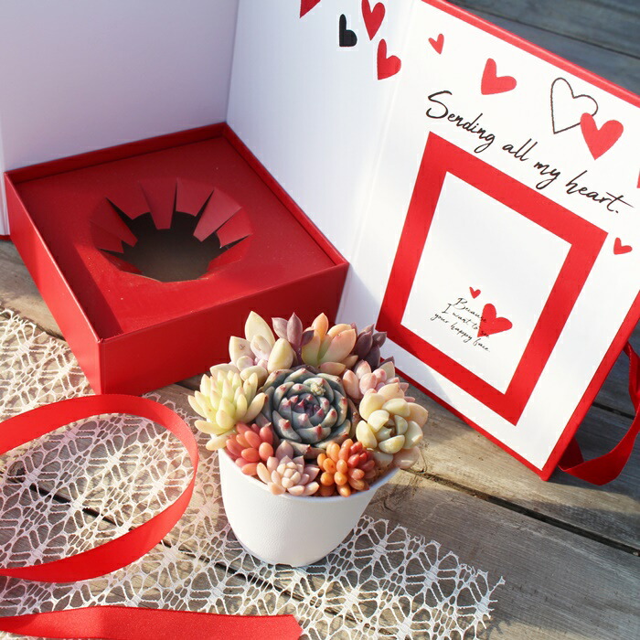 楽天市場】多肉植物 寄せ植え 多肉 11種 ブリキ バケツ シルバー 4号鉢