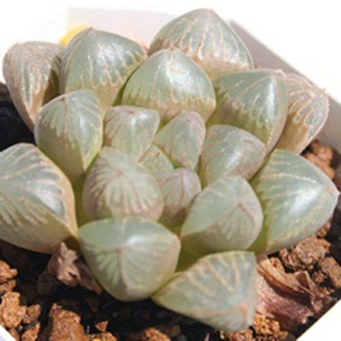 楽天市場 ピグミー ハオルチア Mサイズ6ｃｍポット Hawrthia Pygmy 小型種 仔を出すタイプ きれい 寄せ植えにも 多肉植物 透明 窓 株式会社多肉永遠楽天市場店