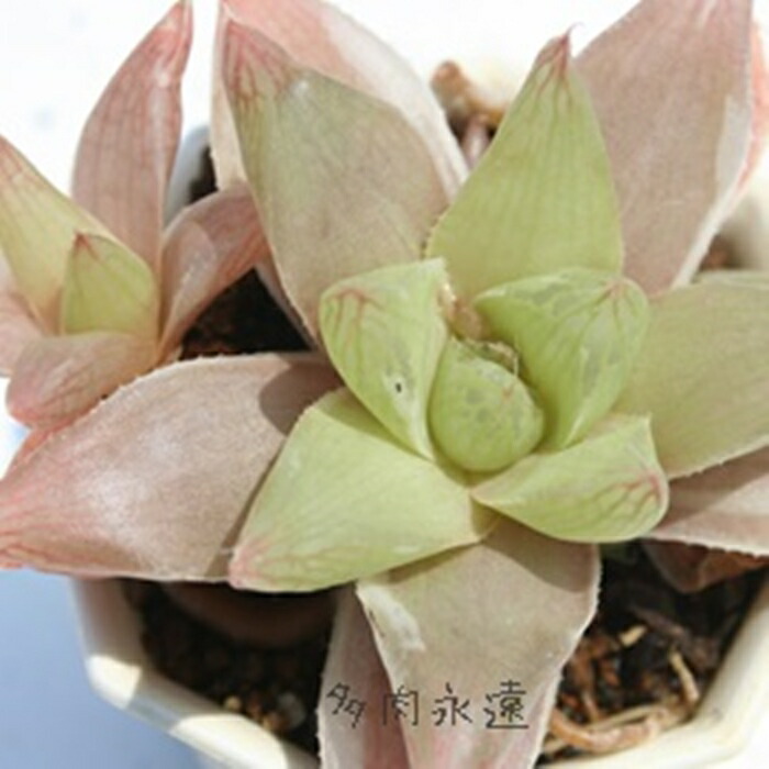 楽天市場 プラニフォリア白覆輪 ハオルチア Mサイズ6ｃｍポット Hawrthia Planifolia F Variegata 小 中型種 仔を出すタイプ きれい 寄せ植えにも 多肉植物 透明窓 株式会社多肉永遠楽天市場店