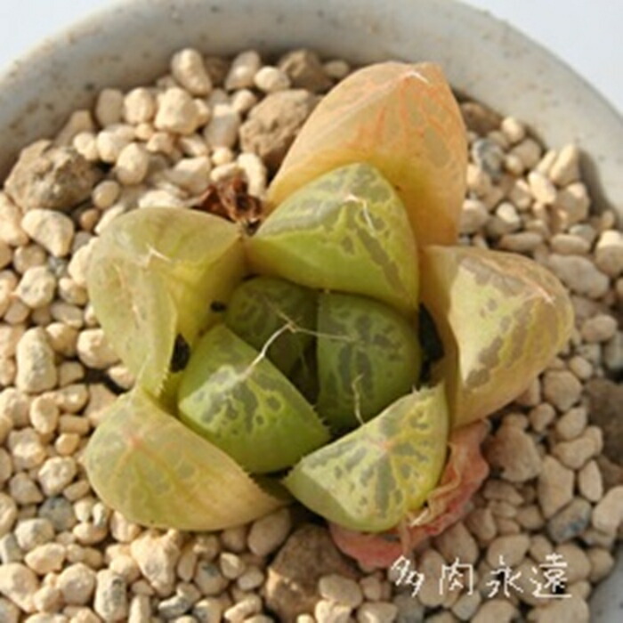 330円 最先端 羽衣 2寸ポット ハオルチア ススキノ科 珍しい多肉植物 小型種