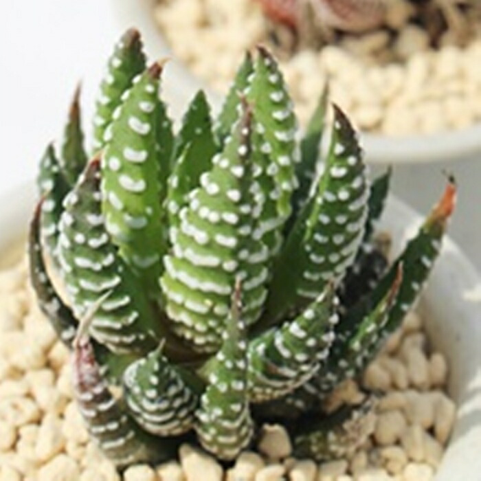 楽天市場 星の林 ハオルチア Haworthia Mサイズ6ｃｍポット 透明窓 多肉植物 株式会社多肉永遠楽天市場店