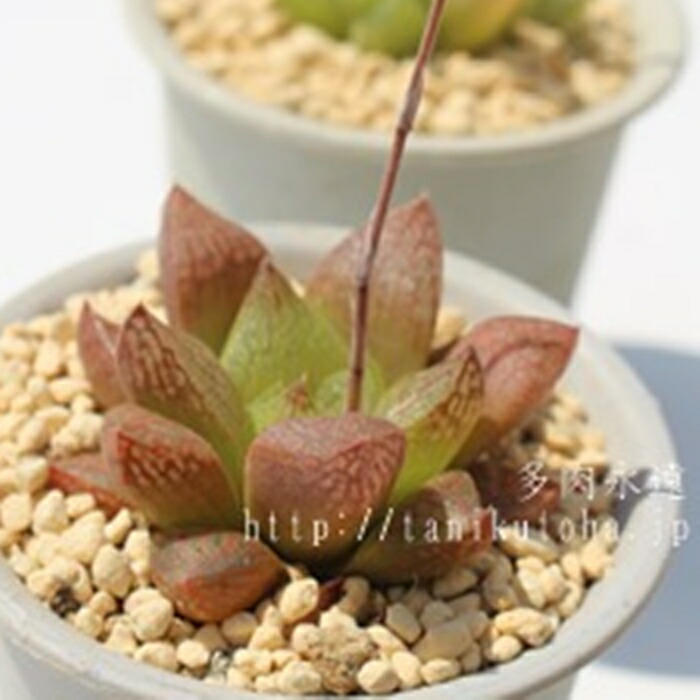 楽天市場 ロデニー ハオルチア Haworthia Mサイズ 6cmポット 透明窓 多肉植物 株式会社多肉永遠楽天市場店