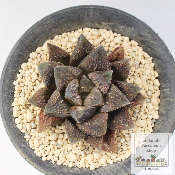 楽天市場】氷灯オブツーサ錦 ハオルチア haworthia obtusa f