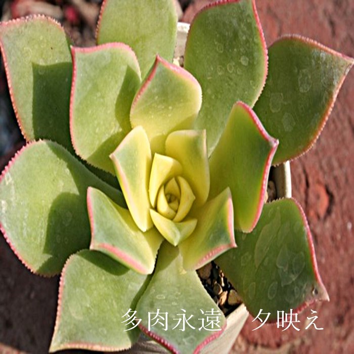 楽天市場 夕映え Mサイズ6ｃｍポット アエオニウム 多肉植物 Aeonium Haworthii Tricolour 小 中型種 幹立ちタイプ 多肉植物 きれい 寄せ植えにも 株式会社多肉永遠楽天市場店