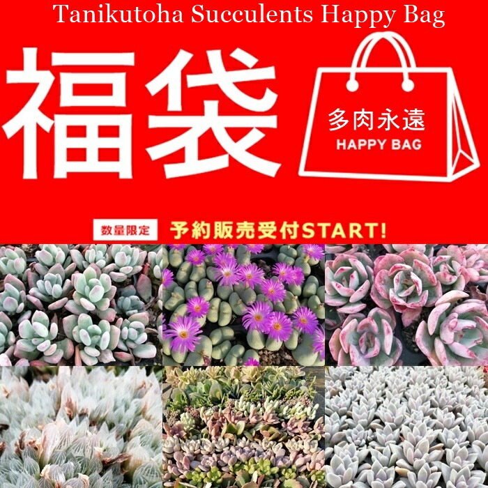 Apictnyoh1pje 50 多肉植物 イベント 関西 21 多肉植物 イベント 関西 21