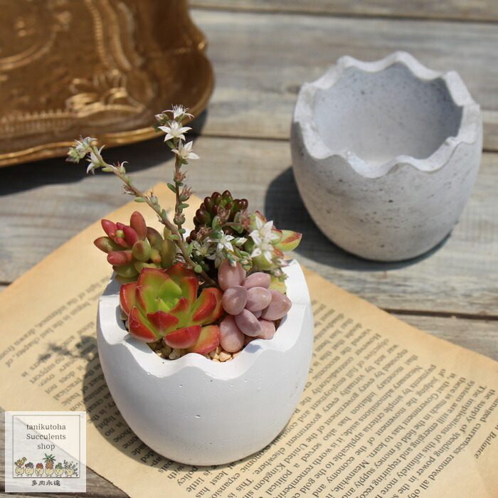 楽天市場】メリーゴーランド鉢 陶器鉢 多肉永遠鉢 : 株式会社多肉永遠