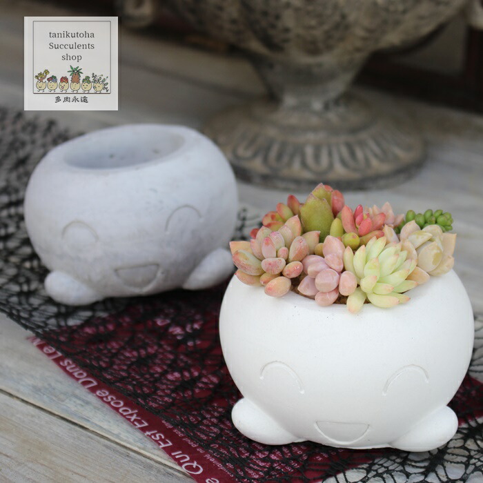 楽天市場】メリーゴーランド鉢 陶器鉢 多肉永遠鉢 : 株式会社多肉永遠