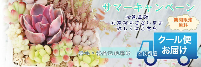 mikaさん専用【引き取り限定】アフリカンプリンス　特大サイズ　極上品　観葉植物 GEX メダカ元気 生きたプランクトンフード 彩姫 産卵繁殖用40g
