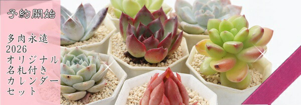楽天市場】多肉植物 Sサイズ苗 名前付き 20個セット 寄せ植え用