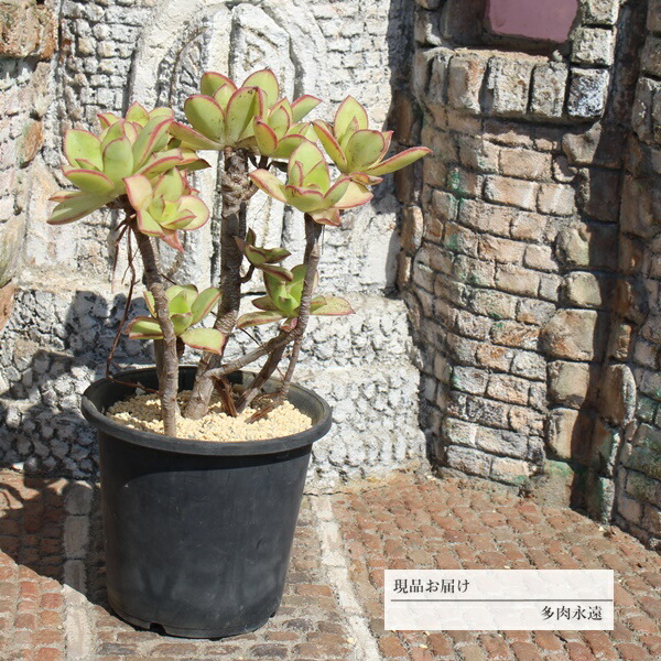 楽天市場】ハオルチー 12頭 JI7 アエオニウム 年代物多肉 10cmポット