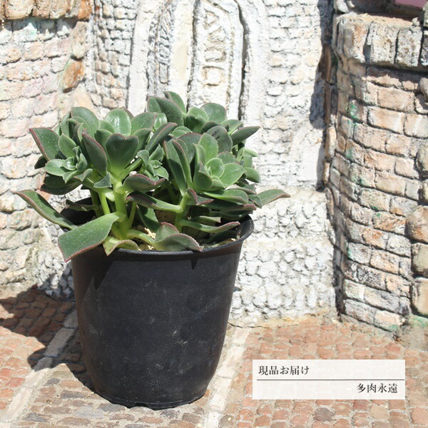 楽天市場】黒法師 6頭 JI4 アエオニウム 年代物多肉 7.5cmポット