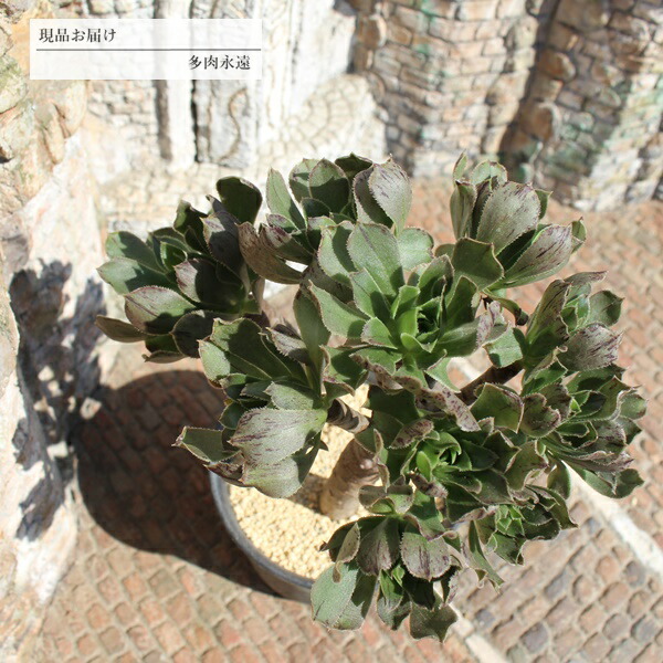 楽天市場】多肉植物 アエオニウム アイクリソン セット6種