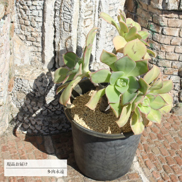楽天市場】黒法師 6頭 JI4 アエオニウム 年代物多肉 7.5cmポット
