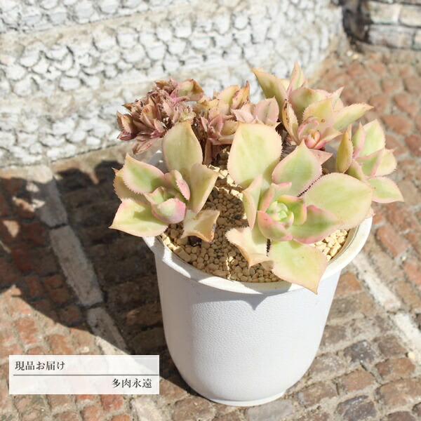 楽天市場】夕映え 21頭 JI11 アエオニウム 年代物多肉 10cmポット