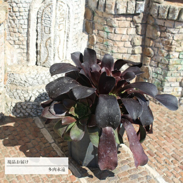 66#多肉植物アエオニウム❤️ 桃花石 ❤️12頭31cm拨き苗 35#多肉植物アエオニウム錦❤️碧火❤️1大頭9cm 拔き苗 - メルカリ