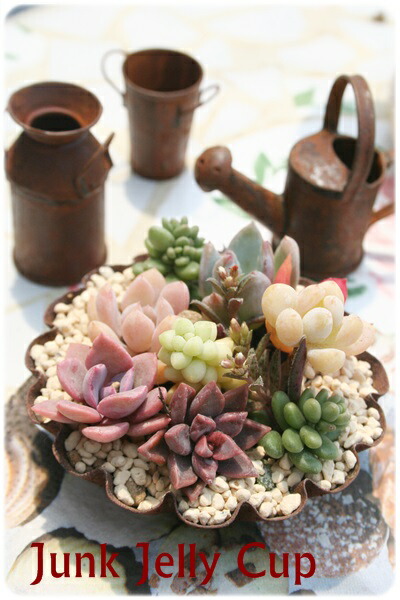 楽天市場】多肉植物 リース 寄せ植え 贈り物 ギフト BOX プレゼント