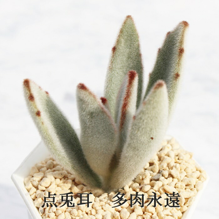 楽天市場】野兎 カランコエ Mサイズ6cmポット kalanchoe tomentosa