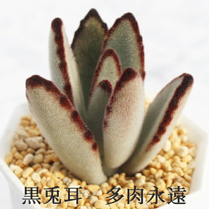 楽天市場】野兎（ノウサギ）カランコエ属 多肉植物 9cmポット観葉植物