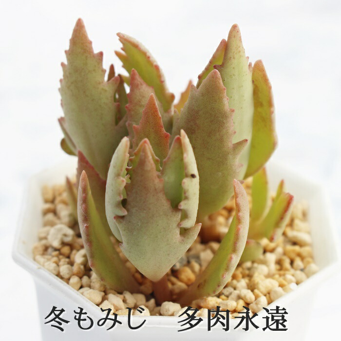 激レア！子株付き♪カランコエ「雪だるま」名札付き6cmポット苗 多肉