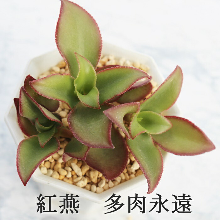 楽天市場】シナモン カランコエ属【デラックス多肉】多肉植物 10.5cm