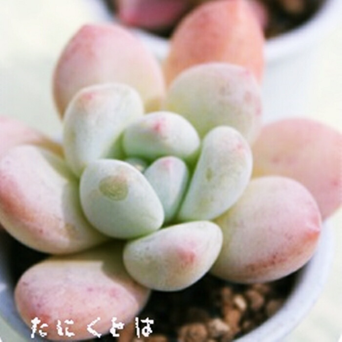 楽天市場】ルエラ錦 エケベリア Mサイズ5.5cmポット 韓国苗 Echeveria luella variegata 薔薇咲 多肉植物 小〜中型種  幹立ちタイプ きれい かわいい : 株式会社多肉永遠楽天市場店