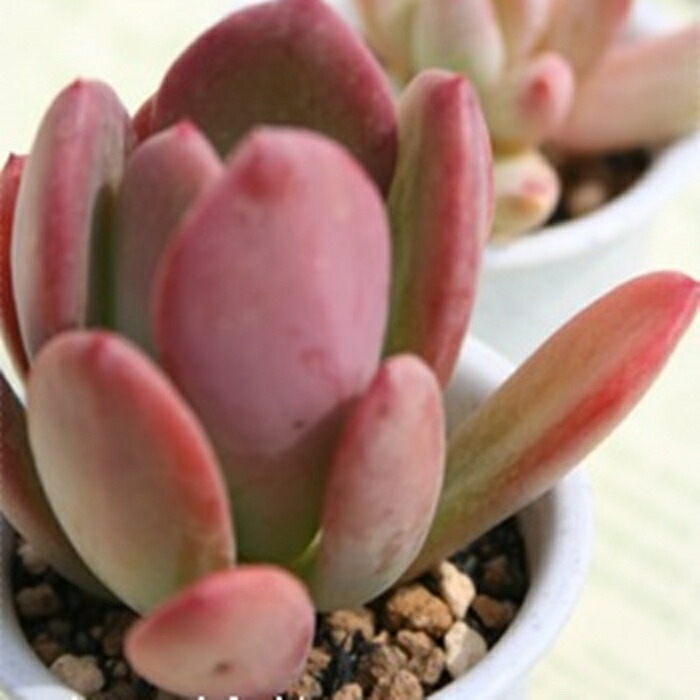 ワテルメイエリー　クラッスラ ワテルメイエリー クラッスラ | toA Succulent