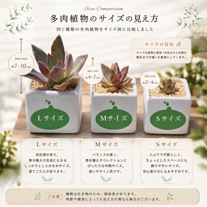 多肉植物 SM大きさ苗 名まえなし60個書き割り 多肉植物激安根付き苗