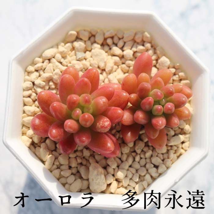 楽天市場 オーロラ2頭 セダム Mサイズ6ｃｍポット Sedum 多肉植物 株式会社多肉永遠楽天市場店