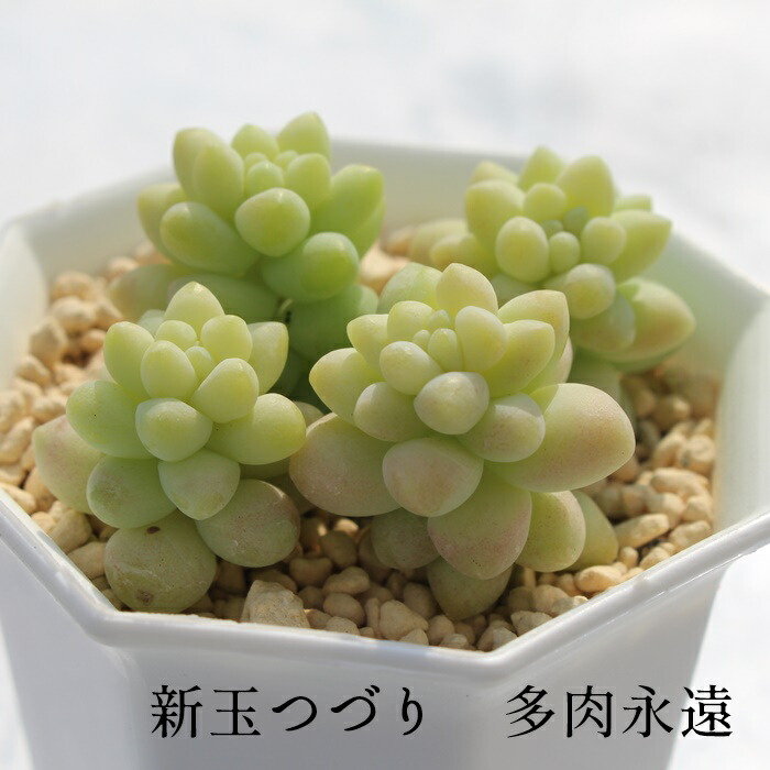 楽天市場】薄化粧 セダム Mサイズ5.5ｃｍポット sedum palmeri 小〜中型種 幹立ちタイプ 多肉植物 男前 かわいい きれい  寄せ植えにも : 株式会社多肉永遠楽天市場店