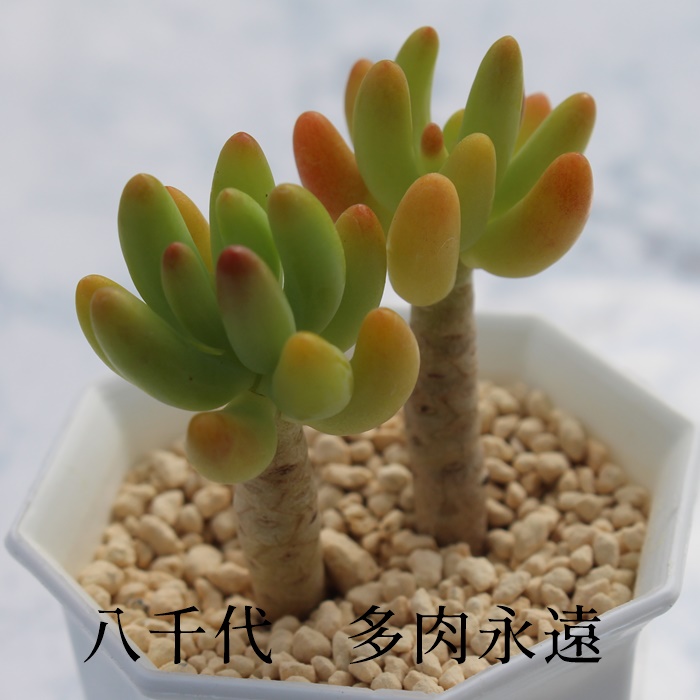 楽天市場 八千代 セダム Mサイズ6ｃｍポット Sedum Corynephyllum 小 中型種 幹立ちタイプ 多肉植物 男前 かわいい きれい 寄せ植えにも 株式会社多肉永遠楽天市場店