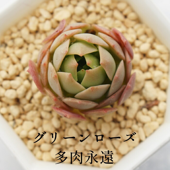 楽天市場】ルンヨニー錦 Mサイズ エケベリア 韓国苗 Echeveria