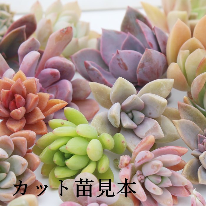 楽天市場】レモンローズ錦 エケベリア Mサイズ5.5cmポット 韓国苗 Echeveria lemon rose variegata 薔薇咲 多肉植物  小〜中型種 幹立ちタイプ きれい かわいい : 株式会社多肉永遠楽天市場店