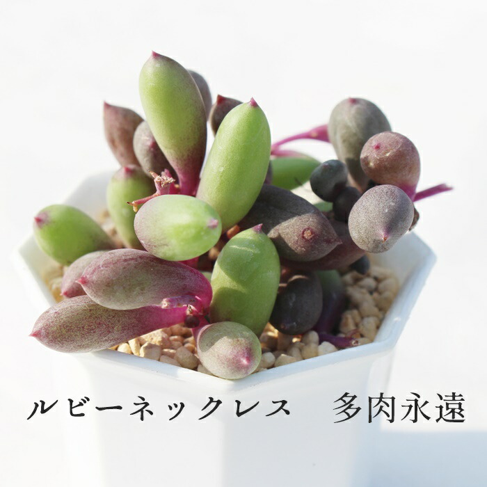 楽天市場】七宝樹錦 セネシオ 多肉植物 Senecio Articulatus variegata
