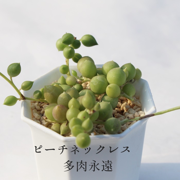 楽天市場 ピーチネックレス セネシオ Mサイズ6ｃｍポット Senecio Peach Necklace 小型種 下垂タイプ 多肉植物 きれい 寄せ植えにも 株式会社多肉永遠楽天市場店