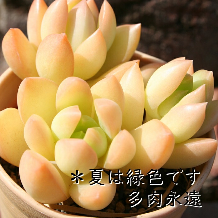 セダム　細葉万年草 ⭐︎セダム⭐︎細葉万年草 カット苗 その他雑貨 ☆e☆k☆ 通販