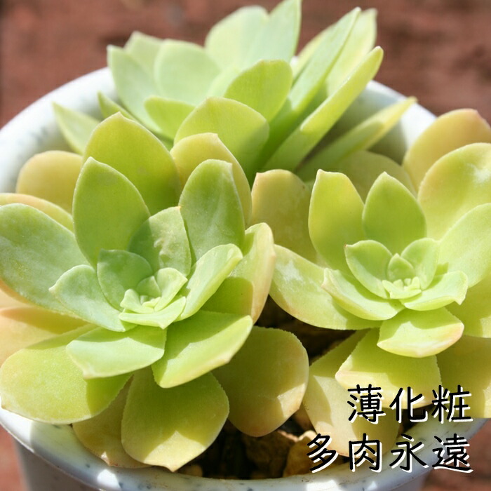 多肉植物 春萌 カット苗（セダムさまお取置き） 【公式通販】