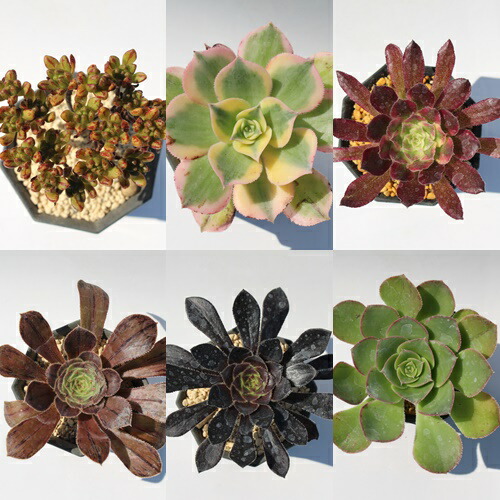 73#多肉植物❤️アエオニウム錦❤️ガーネット白斑錦❤️15頭22cm拔き苗 農園直売 多肉植物 寄せ植え アエオニウム属 ガーネット白斑錦（群