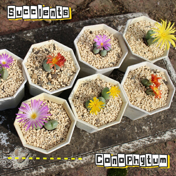 楽天市場】多肉植物 コノフィツム おまかせ4個セット 観葉植物